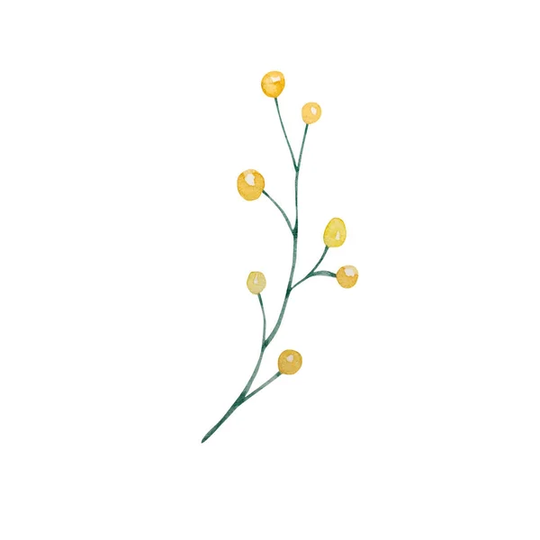 水彩画野花 精美的植物图解设计卡片和邀请函 — 图库照片