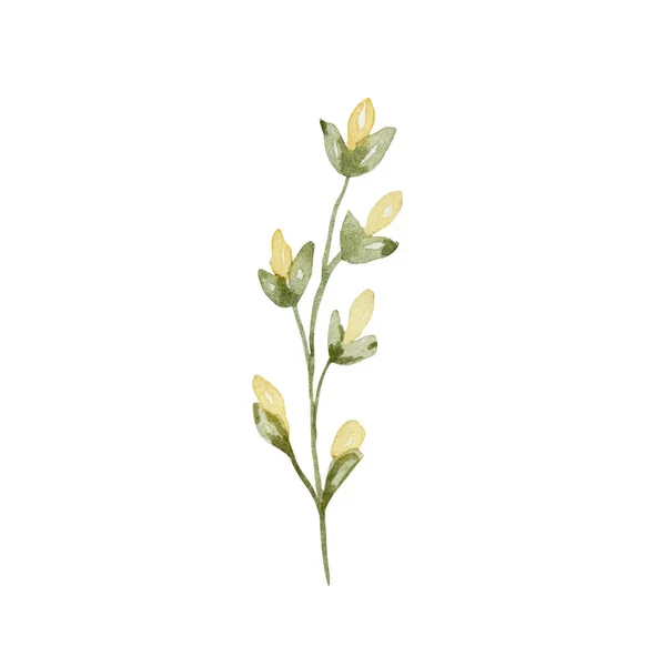 Watercolor Wildflowers Delicate Botanical Illustration Design Cards Invitations — Foto Stock