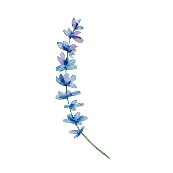 Akvarell Vildblommor Delikat Botanisk Illustration För Designkort Och Inbjudningar — Stockfoto