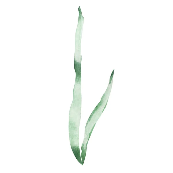 Акварельні Польові Квіти Тонка Ботанічна Ілюстрація Дизайнерських Листівок Запрошень — стокове фото