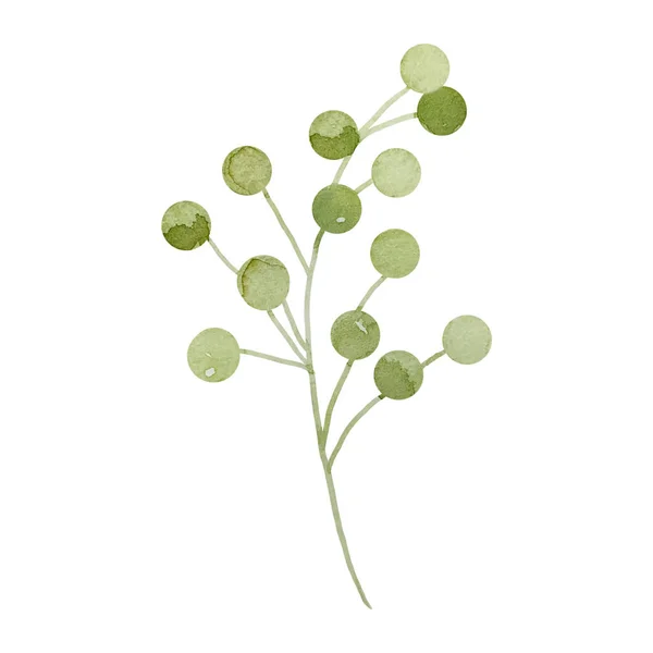 Akvarel Větev Malými Zelenými Bobulemi Botanický Dekorativní Design Pohlednice — Stock fotografie