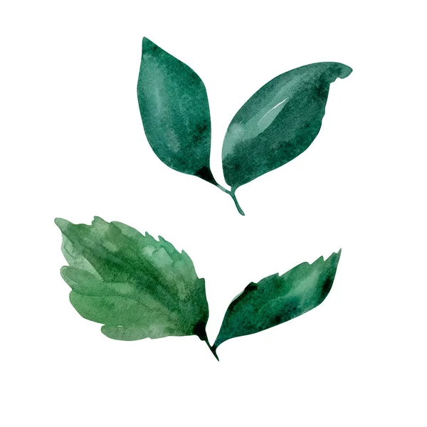 Gałęzie Akwarelowe Zielonymi Liśćmi Dekoracyjny Projekt Botaniczny Dla Pocztówek — Zdjęcie stockowe