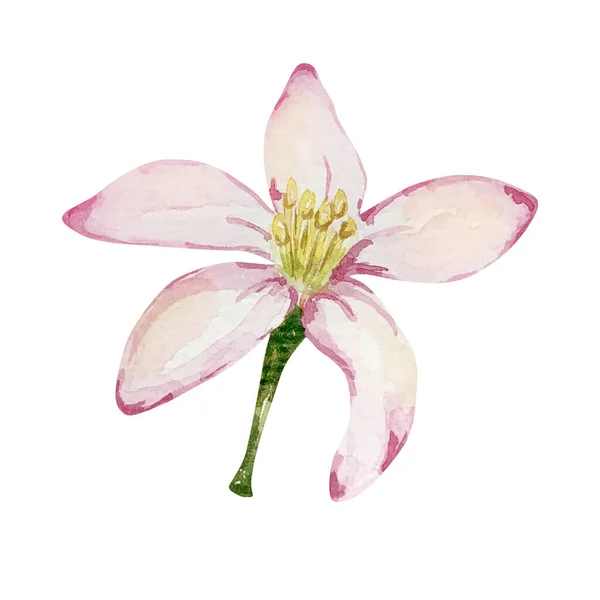 Acuarela Delicada Flor Limón Rosa Para Diseño Impresión — Foto de Stock