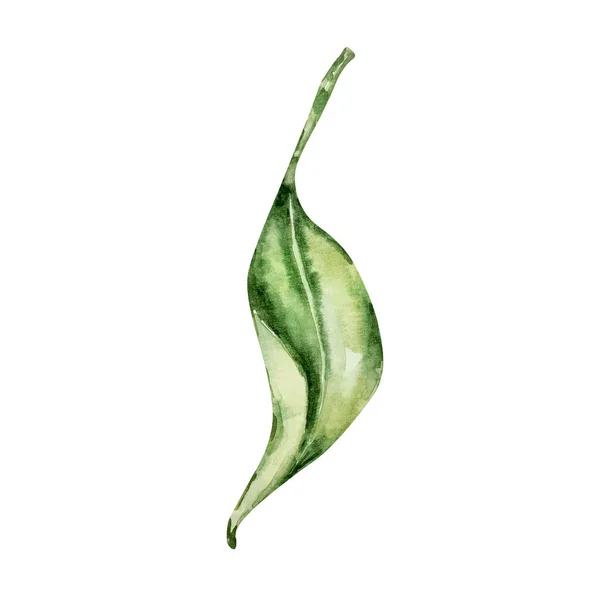 Watercolor Leaf Lemon — Zdjęcie stockowe