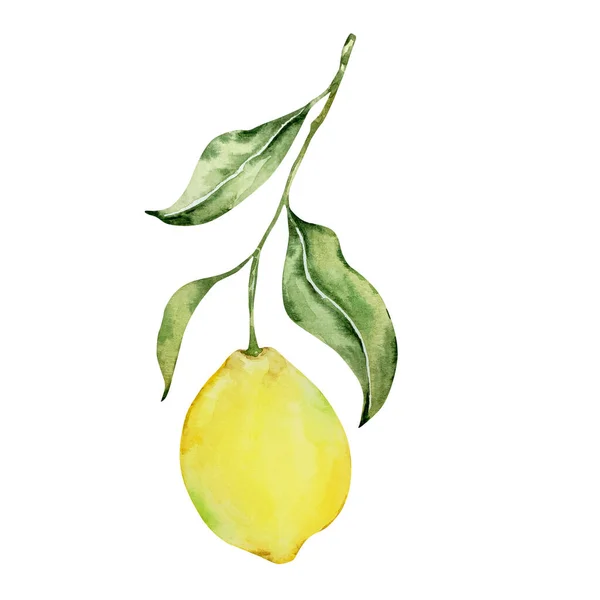 Watercolor Juicy Lemon Branch Leaves Design Print —  Fotos de Stock