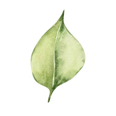Limon ağacının suluboya yaprağı