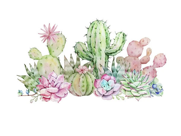 Illustration Aquarelle Cactus Succulents Pour Design Impression — Photo
