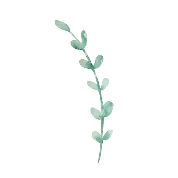Ветвь Акварели Тонкими Зелеными Листьями Ботанический Декоративный Дизайн Открыток — стоковое фото