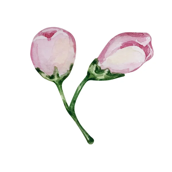 Watercolor Delicate Pink Buds Lemon Flower Design Print — Stock Photo, Image