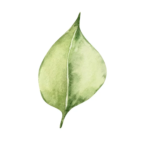 Φύλλα Νερομπογιάς Λεμονιάς — Φωτογραφία Αρχείου