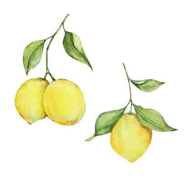 Watercolor lemons on a branch with leaves, juicy fruits