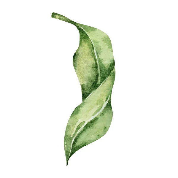 Watercolor Green Leaf Lemon Tree Design Print — Foto de Stock