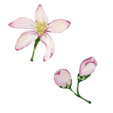 Watercolor set of juicy yellow mediterranean lemons, illustration for design