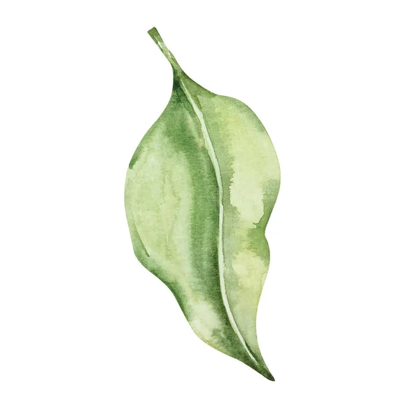 Akvarel Zelený List Citronu — Stock fotografie