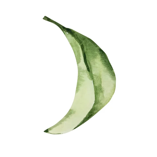 デザインと印刷のためのレモンの木の水彩緑の葉 — ストック写真