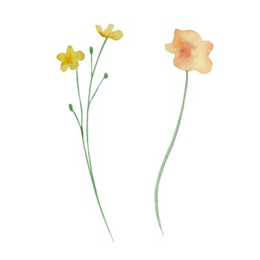 Watercolor wildflowers, delicate botanical illustration for design cards and invitations