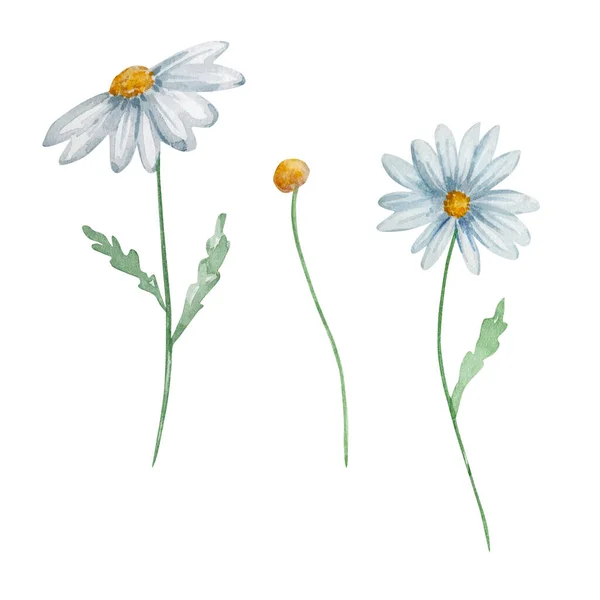 Aquarel Wilde Bloemen Delicate Botanische Illustratie Voor Ontwerp Kaarten Uitnodigingen — Stockfoto