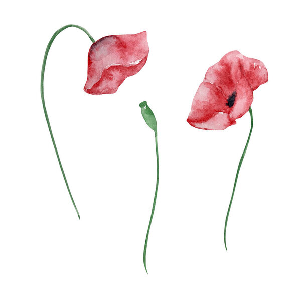 Акварель полевые цветы, нежная ботаническая иллюстрация для дизайнерских открыток и приглашений