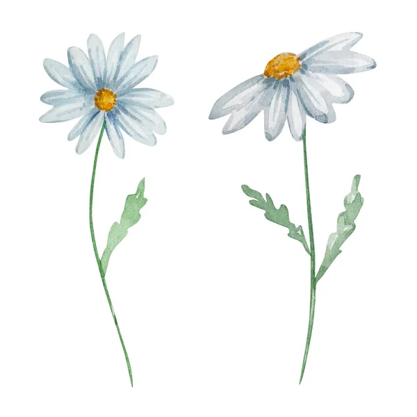 Aquarel Wilde Bloemen Delicate Botanische Illustratie Voor Ontwerp Kaarten Uitnodigingen — Stockfoto