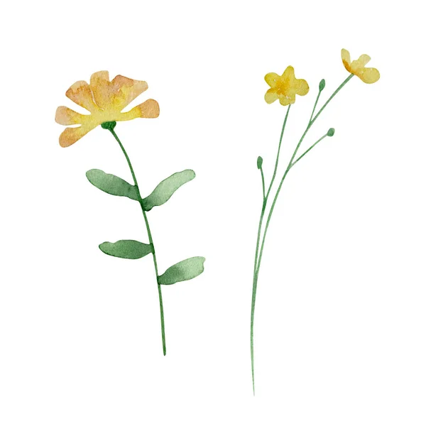 Aquarela Flores Silvestres Delicada Ilustração Botânica Para Cartões Design Convites — Fotografia de Stock