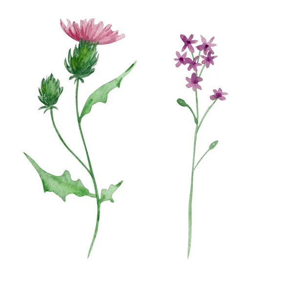 Akvarell Vadvirágok Finom Botanikai Illusztráció Design Kártyák Meghívók — Stock Fotó