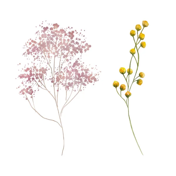 Aquarela Flores Silvestres Delicada Ilustração Botânica Para Cartões Design Convites — Fotografia de Stock