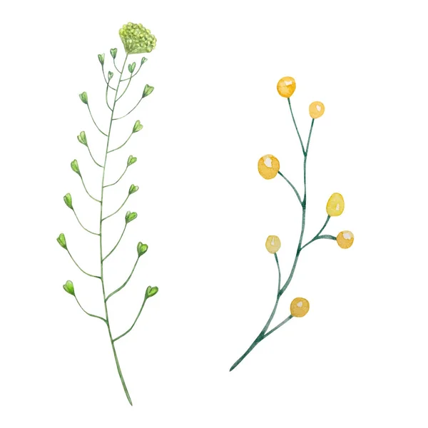 Watercolor Wildflowers Delicate Botanical Illustration Design Cards Invitations — Stockfoto
