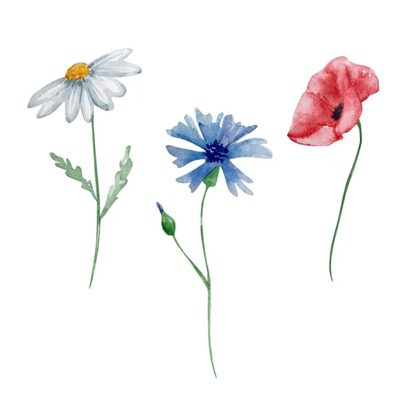 Watercolor Wildflowers Delicate Botanical Illustration Design Cards Invitations — 图库照片