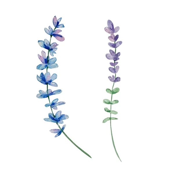 Watercolor Wildflowers Delicate Botanical Illustration Design Cards Invitations — Stock Fotó