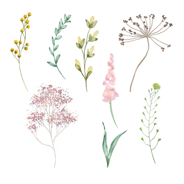Aquarell Wildblumen Zarte Botanische Illustrationen Für Designkarten Und Einladungen — Stockfoto