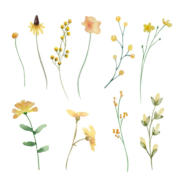 Watercolor Wildflowers Delicate Botanical Illustration Design Cards Invitations — Stok Foto