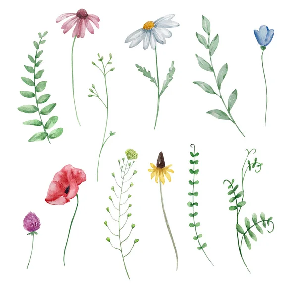 Suluboya Kır Çiçekleri Tasarım Kartları Davetiyeler Için Narin Botanik Çizimler — Stok fotoğraf