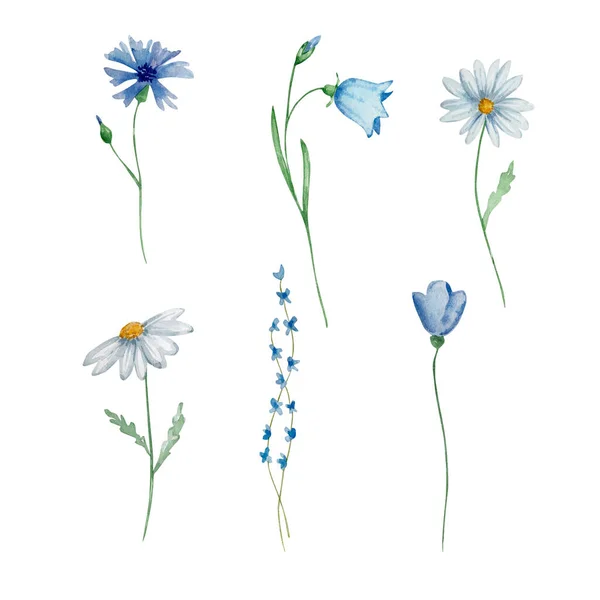 Watercolor Wildflowers Delicate Botanical Illustration Design Cards Invitations — 스톡 사진
