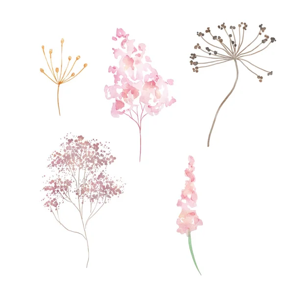 Aquarelle Fleurs Sauvages Délicate Illustration Botanique Pour Cartes Design Invitations — Photo