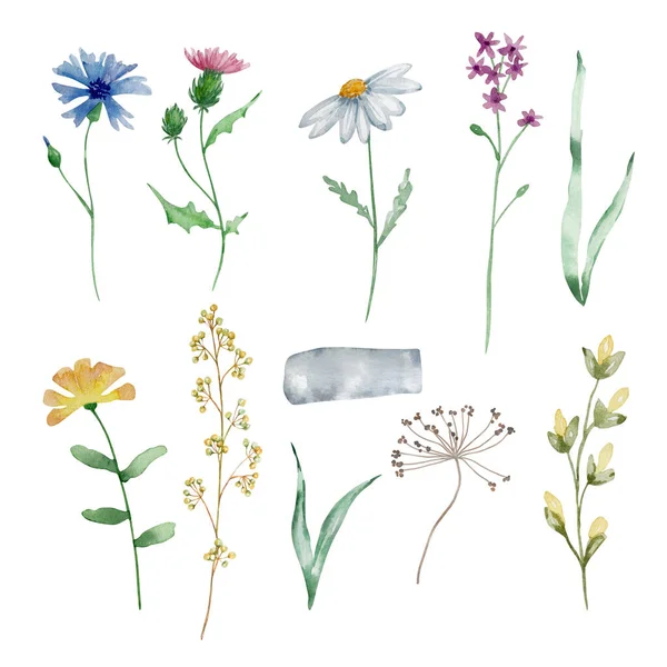 Watercolor Wildflowers Delicate Botanical Illustration Design Cards Invitations — Zdjęcie stockowe