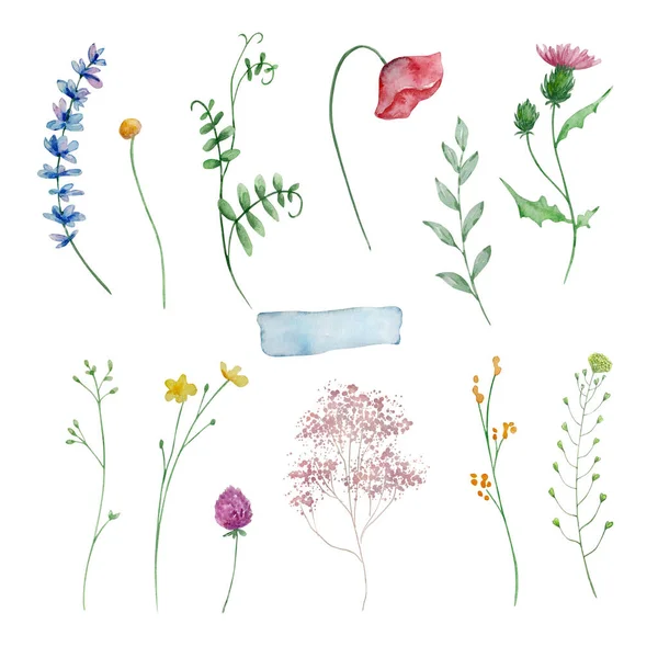 Watercolor Wildflowers Delicate Botanical Illustration Design Cards Invitations — Zdjęcie stockowe