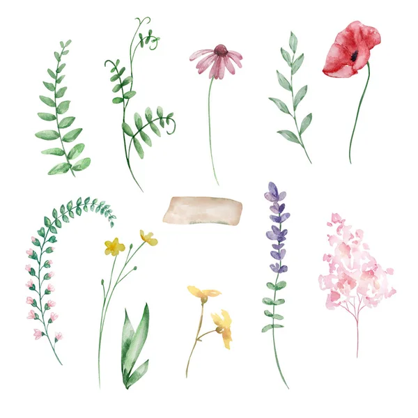 Watercolor Wildflowers Delicate Botanical Illustration Design Cards Invitations — 图库照片