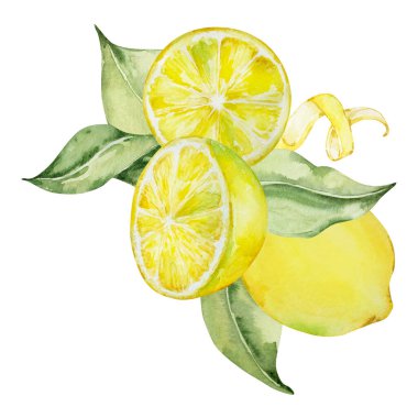 Suluboya kompozisyonu, sulu limon ve yapraklar, tasarım için Akdeniz illüstrasyonu