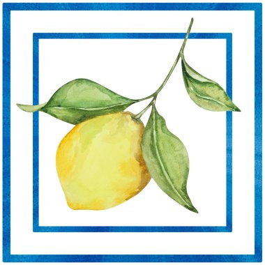Suluboya kompozisyonu, sulu limon ve yapraklar, tasarım için Akdeniz illüstrasyonu