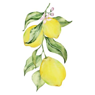Suluboya kompozisyonu, sulu limon, çiçekler ve yapraklar, tasarım için Akdeniz illüstrasyonu