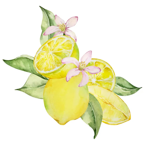Composição Aquarela Limões Suculentos Flores Folhas Ilustração Mediterrânea Para Design — Fotografia de Stock