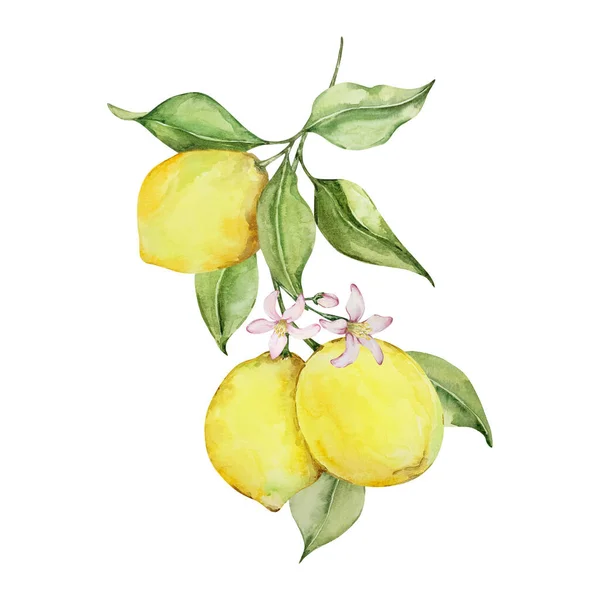 水彩画 ジューシーなレモン 花や葉 デザインのための地中海イラスト — ストック写真
