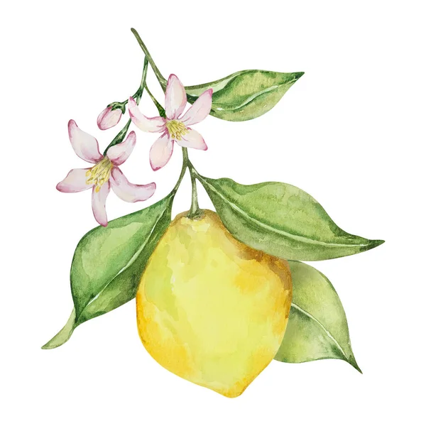 Composição Aquarela Limão Suculento Flores Folhas Ilustração Mediterrânea Para Design — Fotografia de Stock