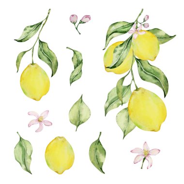 Suluboya sulu limon ve yapraklar, tasarım için Akdeniz çizimi