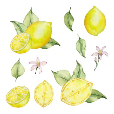 Suluboya sulu limon ve yapraklar, tasarım için Akdeniz çizimi