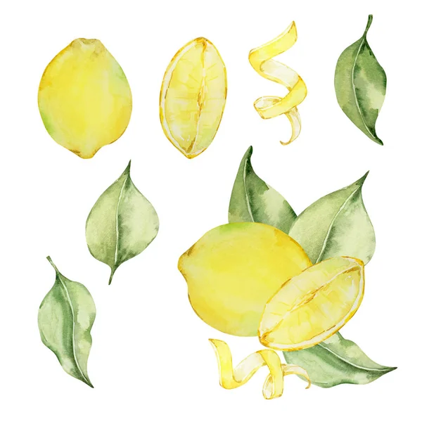 Suluboya Sulu Limon Yapraklar Tasarım Için Akdeniz Çizimi — Stok fotoğraf