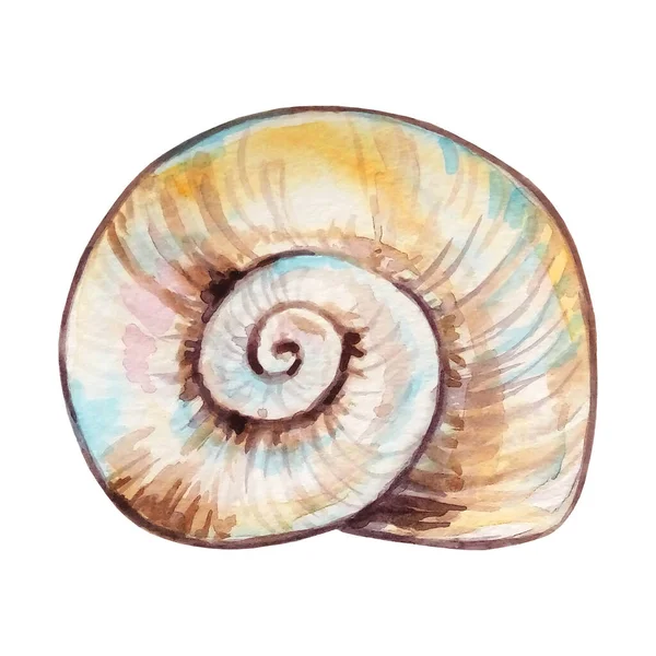 水彩色の貝殻手描きイラストデザインやプリント用 — ストック写真