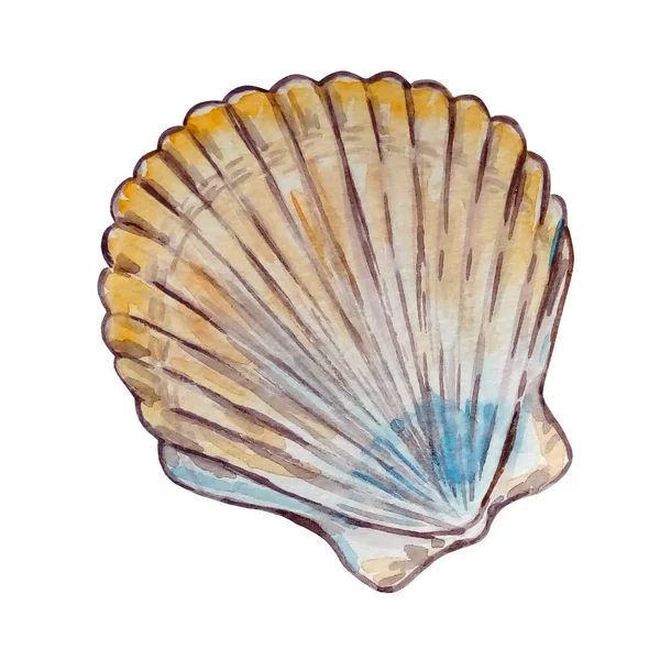 Watercolor Colorful Seashell Hand Drawn Illustration Design Print — Stock Photo, Image