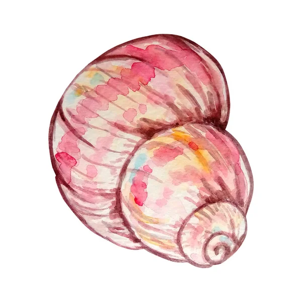 水彩色の貝殻手描きイラストデザインやプリント用 — ストック写真