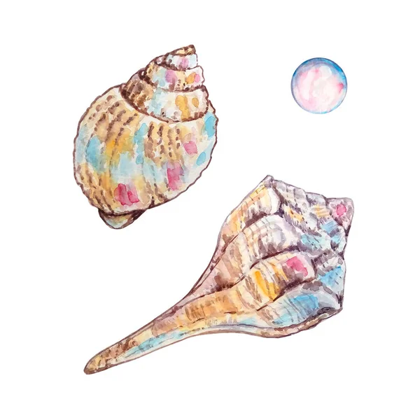 Watercolor Conchas Coloridas Ilustração Desenhada Mão Para Design Impressão — Fotografia de Stock